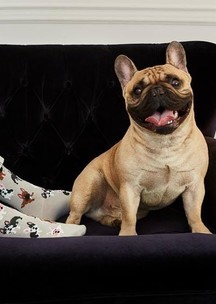 Носки с собаками Funny Socks